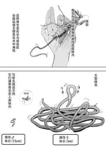 百合花盛开的茶会合集